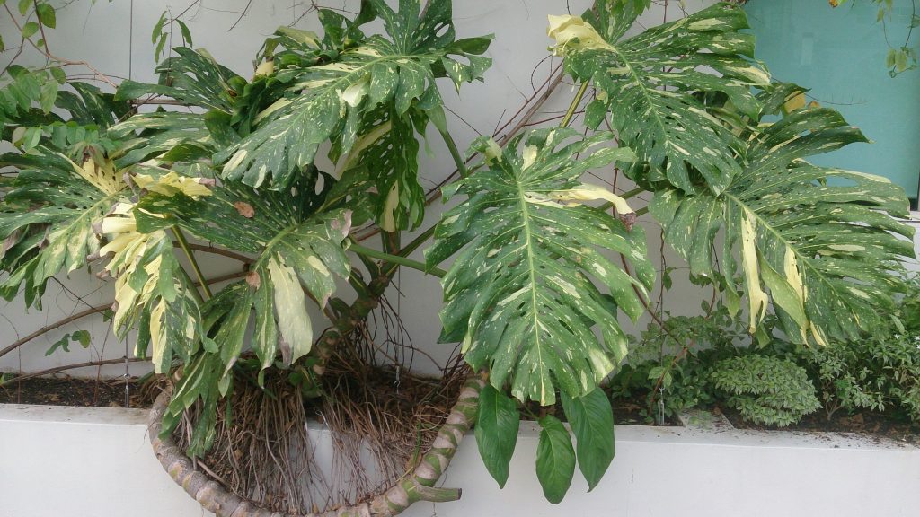 Grand monstera aux larges feuilles vertes, plante d'intérieur qui rafraîchit l'air