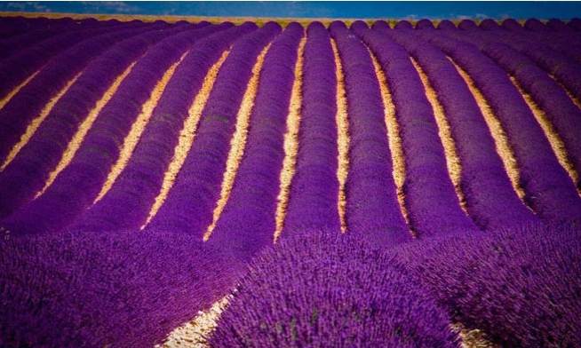 Champ de lavande en fleurs, plante répulsive naturelle contre les moustiques