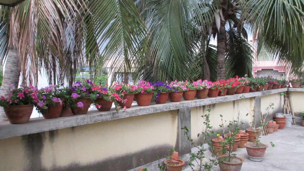 Terrasse vegetalisee avec de nombreux pots en terre cuite et plantes vertes