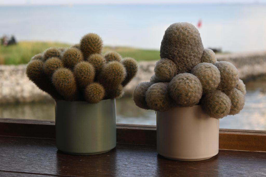 Deux petits cactus en pot sur un rebord de fenêtre lumineux en été