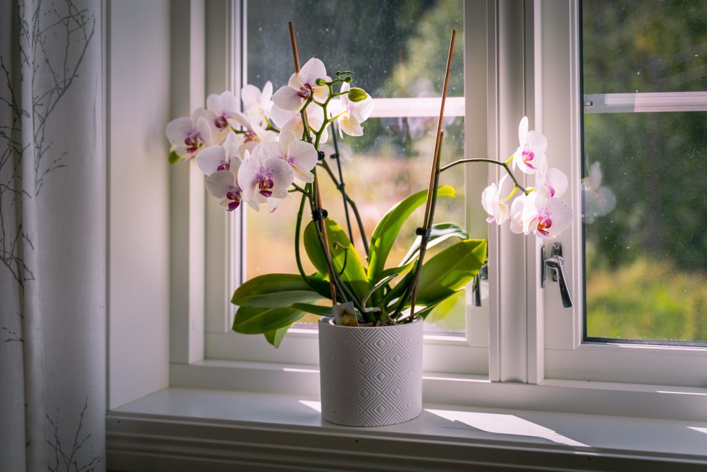 Plante d'interieur pres d'une fenetre preparee pour l'absence estivale