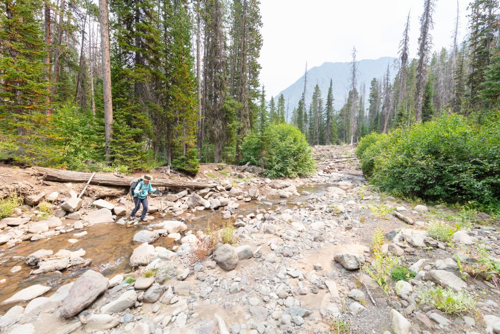 Sentier ensoleille en foret, ideal pour une marche apaisante en pleine nature