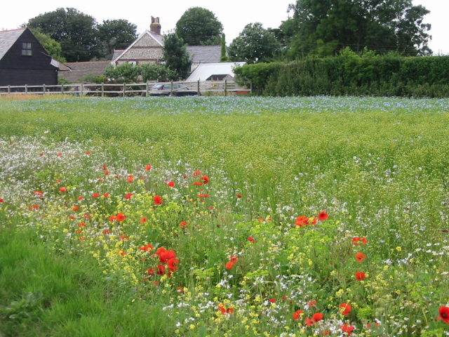 Champ de lin en fleurs bleutées dans la campagne